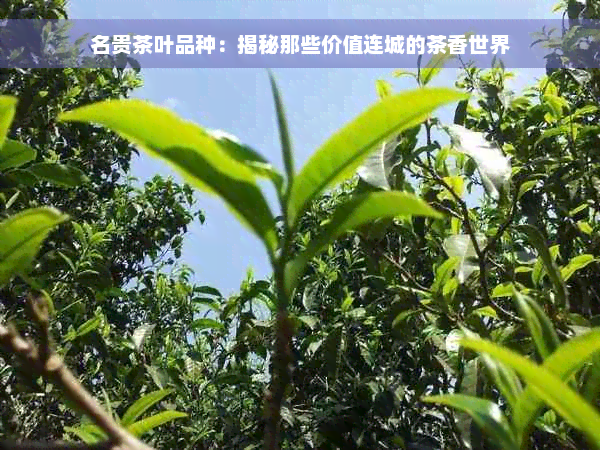 名贵茶叶品种：揭秘那些价值连城的茶香世界