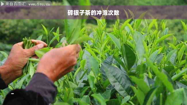 碎银子茶的冲泡次数