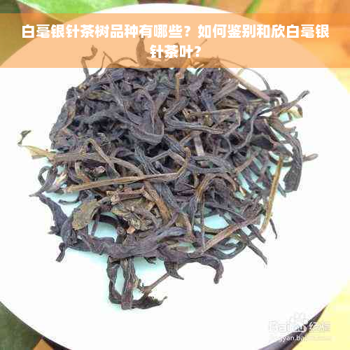 白毫银针茶树品种有哪些？如何鉴别和欣白毫银针茶叶？