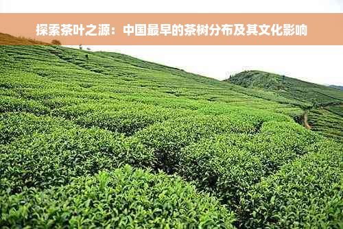 探索茶叶之源：中国最早的茶树分布及其文化影响