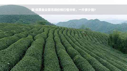 新 优质金尖茶市场价格行情分析，一斤多少钱？