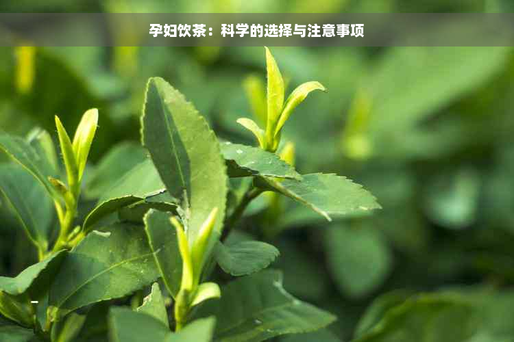 孕妇饮茶：科学的选择与注意事项