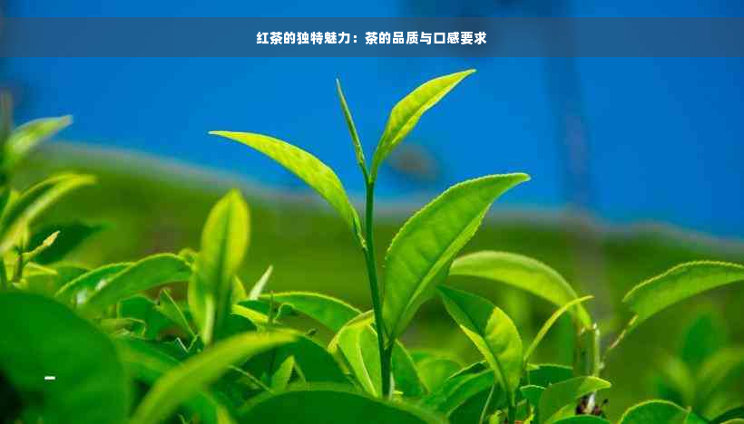 红茶的独特魅力：茶的品质与口感要求