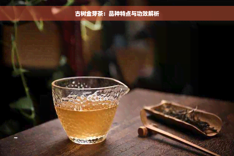 古树金芽茶：品种特点与功效解析