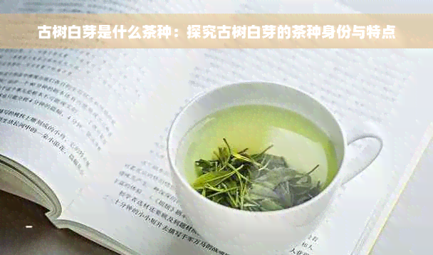 古树白芽是什么茶种：探究古树白芽的茶种身份与特点