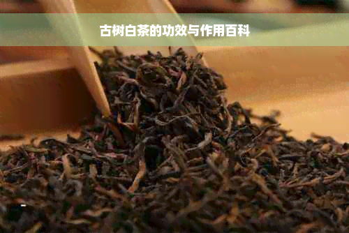 古树白茶的功效与作用百科