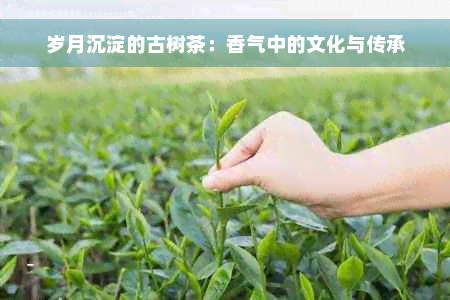 岁月沉淀的古树茶：香气中的文化与传承