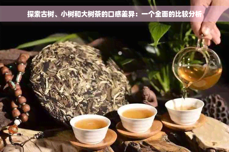 探索古树、小树和大树茶的口感差异：一个全面的比较分析