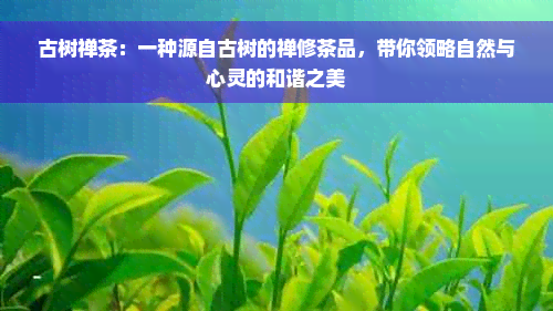 古树禅茶：一种源自古树的禅修茶品，带你领略自然与心灵的和谐之美