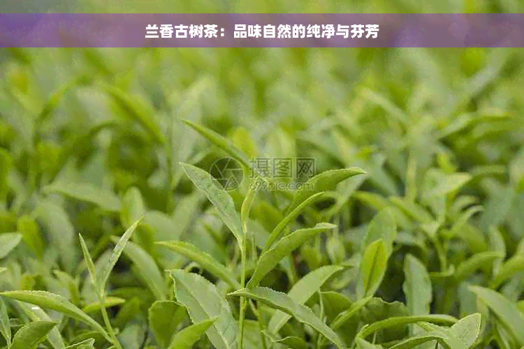 兰香古树茶：品味自然的纯净与芬芳