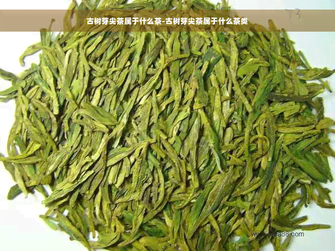 古树芽尖茶属于什么茶-古树芽尖茶属于什么茶类