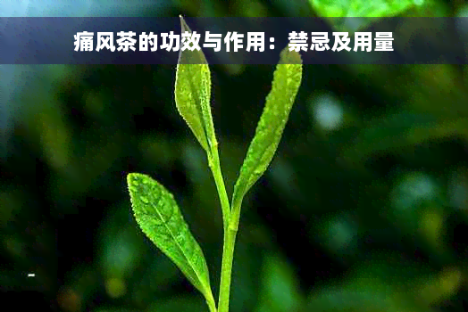 痛风茶的功效与作用：禁忌及用量