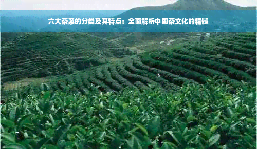 六大茶系的分类及其特点：全面解析中国茶文化的精髓