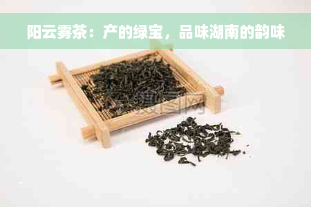 阳云雾茶：产的绿宝，品味湖南的韵味