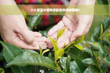 六大茶系中哪种茶能有效提神醒脑？