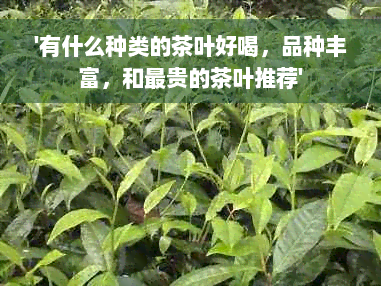 '有什么种类的茶叶好喝，品种丰富，和最贵的茶叶推荐'