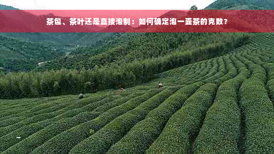 茶包、茶叶还是直接泡制：如何确定泡一壶茶的克数？