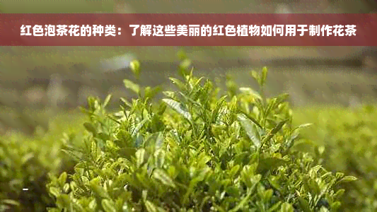 红色泡茶花的种类：了解这些美丽的红色植物如何用于制作花茶