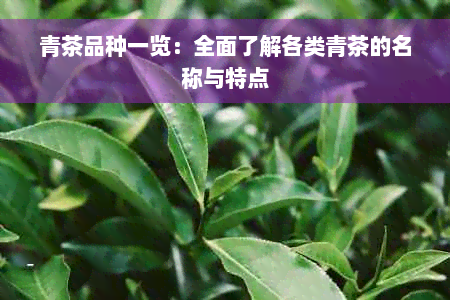 青茶品种一览：全面了解各类青茶的名称与特点