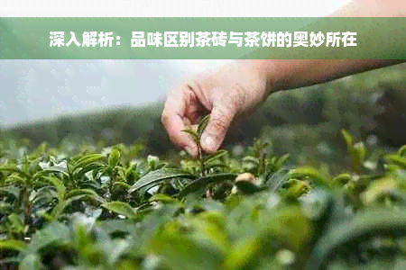 深入解析：品味区别茶砖与茶饼的奥妙所在