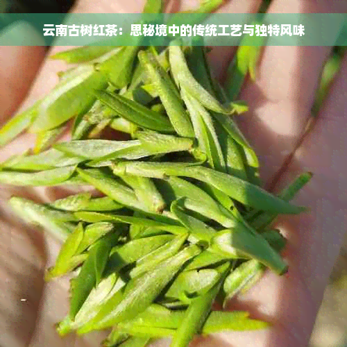 云南古树红茶：思秘境中的传统工艺与独特风味