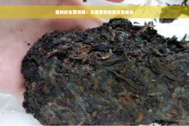 茶树的生育周期：从萌芽到收获全面解析