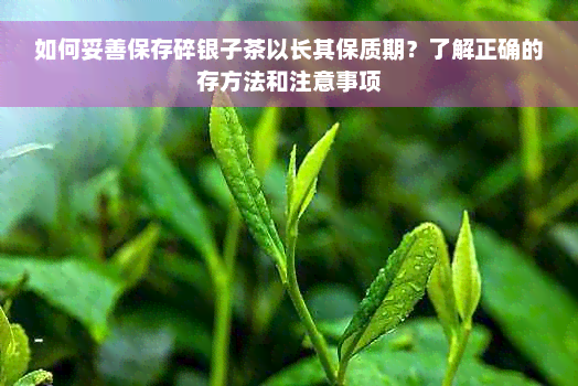 如何妥善保存碎银子茶以长其保质期？了解正确的存方法和注意事项