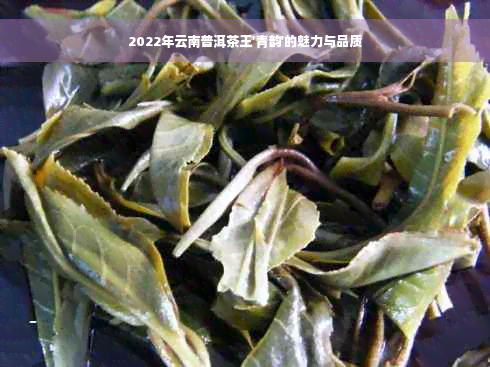 2022年云南普洱茶王'青韵'的魅力与品质