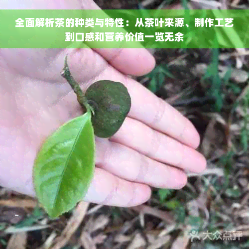 全面解析茶的种类与特性：从茶叶来源、制作工艺到口感和营养价值一览无余