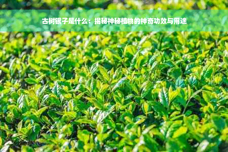 古树银子是什么：揭秘神秘植物的神奇功效与用途