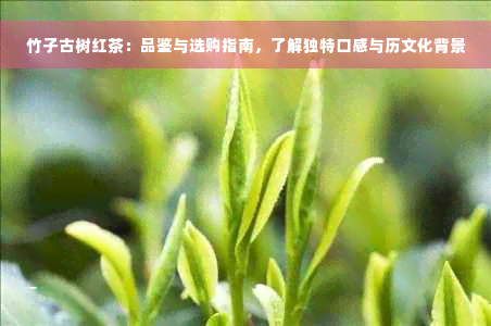 竹子古树红茶：品鉴与选购指南，了解独特口感与历文化背景