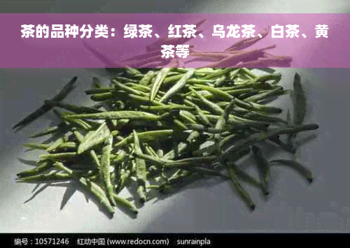 茶的品种分类：绿茶、红茶、乌龙茶、白茶、黄茶等