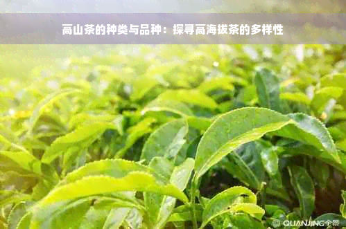 高山茶的种类与品种：探寻高海拔茶的多样性