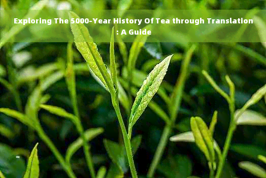 Exploring The 5000-Year History Of Tea through Translation: A Guide