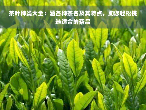 茶叶种类大全：涵各种茶名及其特点，助您轻松挑选适合的茶品