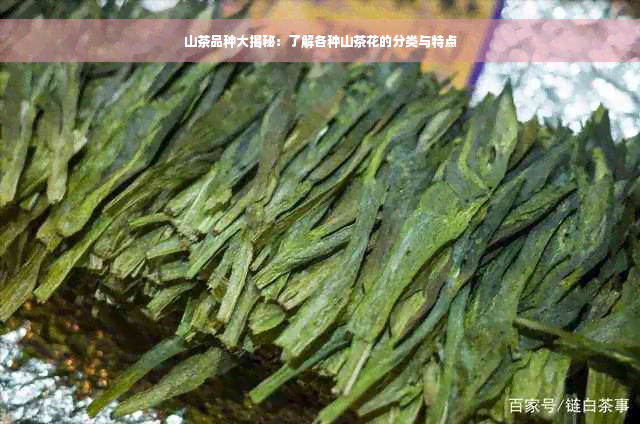 山茶品种大揭秘：了解各种山茶花的分类与特点