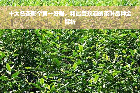 十大名茶哪个之一好喝，和更受欢迎的茶叶品种全解析