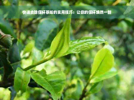 快速去除保杯茶垢的实用技巧：让你的保杯焕然一新