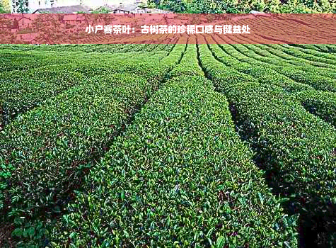 小户赛茶叶：古树茶的珍稀口感与健益处