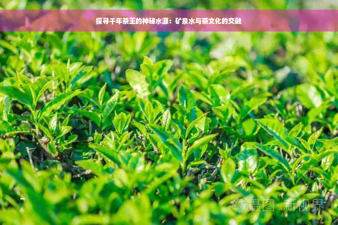 探寻千年茶王的神秘水源：矿泉水与茶文化的交融