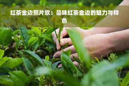 红茶金边照片欣：品味红茶金边的魅力与特色