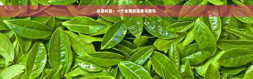 从茶叶到：一个全面的探索与研究