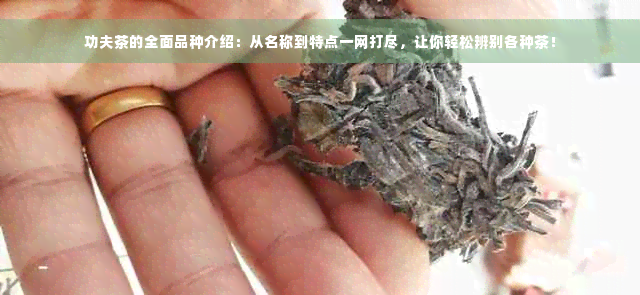 功夫茶的全面品种介绍：从名称到特点一网打尽，让你轻松辨别各种茶！