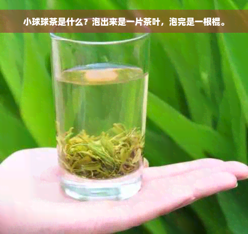 小球球茶是什么？泡出来是一片茶叶，泡完是一根棍。