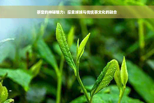 茶宫的神秘魅力：探索球球与传统茶文化的融合