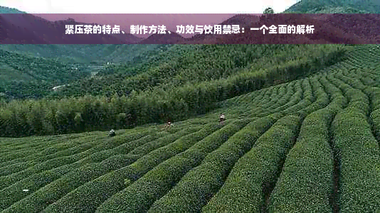 紧压茶的特点、制作方法、功效与饮用禁忌：一个全面的解析