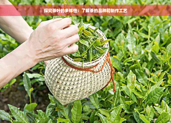 探究茶叶的多样性：了解茶的品种和制作工艺