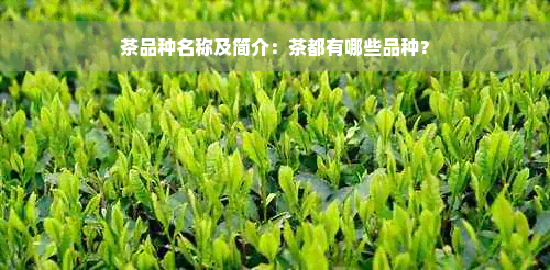 茶品种名称及简介：茶都有哪些品种？