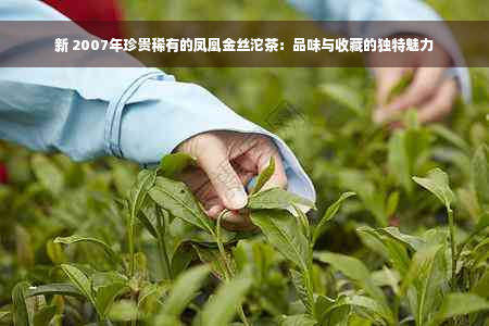 新 2007年珍贵稀有的凤凰金丝沱茶：品味与收藏的独特魅力