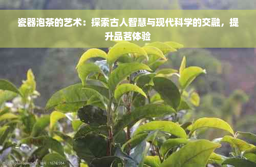 瓷器泡茶的艺术：探索古人智慧与现代科学的交融，提升品茗体验